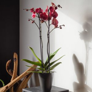 Échoppe Végétale _ Artisan fleuriste_ Messein en Lorraine _ Composition, fleurs et plantes _ Orchidée