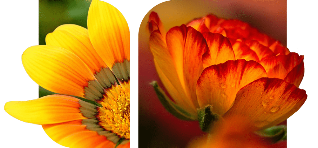 Échoppe Végétale _ Artisan fleuriste_ Messein en Lorraine _ Composition, fleurs et plantes