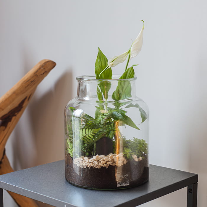 Échoppe Végétale _ Artisan fleuriste_ Messein en Lorraine _ Composition, fleurs et plantes _ Terrarium