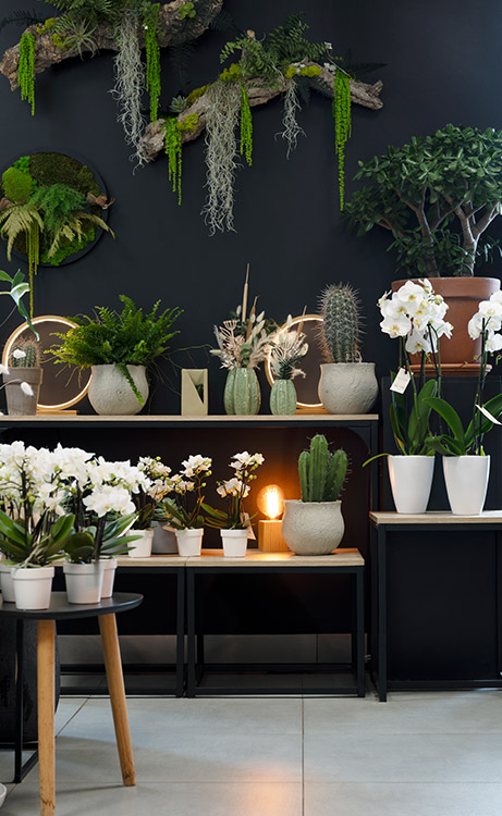 Échoppe Végétale _ Artisan fleuriste_ Messein en Lorraine _ Composition, fleurs et plantes _ Boutique
